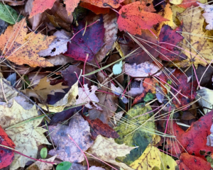 Fall leaves on the ground