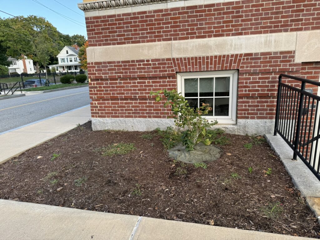 Garden bed with one shrub.