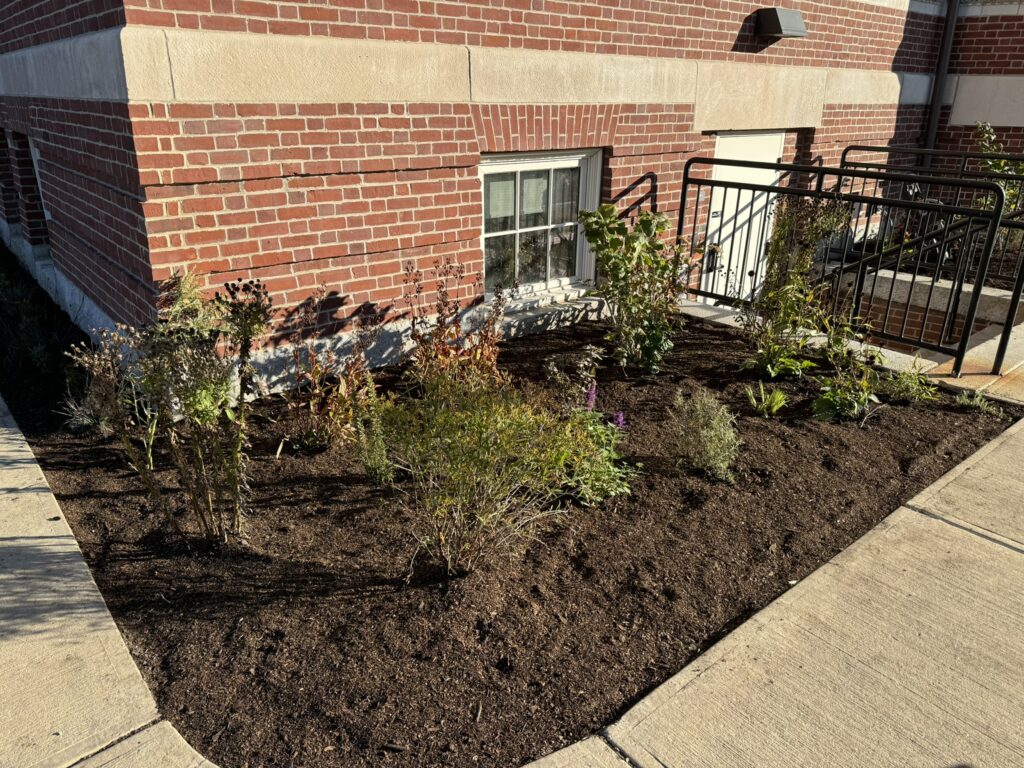 We are excited to be using Rooted in Reading grant funds to put in a number of natve plants around the library. Native plants are a critical part of the food chain and strengthen the local ecosystem.